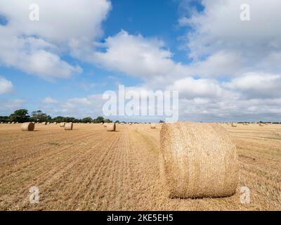 Balles de foin dans le champ, Hayling Island, Hampshire, Angleterre Banque D'Images