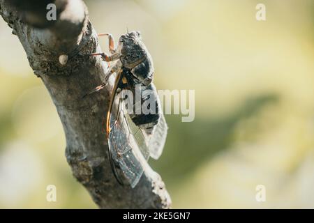 Une cicada est assise sur un figuier l'été, gros plan. Chantant fort pour appeler la femme. Bourdonnement intense des cigales. Cicada Lyristes plebejus Banque D'Images