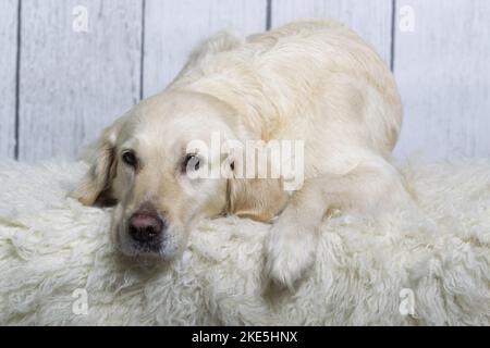 Golden Retriever en studio Banque D'Images