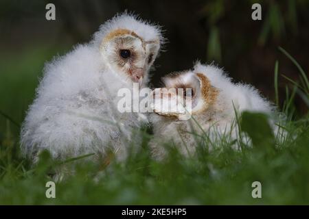 poussin de la chouette de la grange Banque D'Images