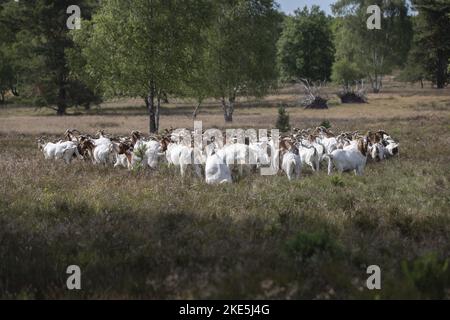 Buren boer Banque D'Images