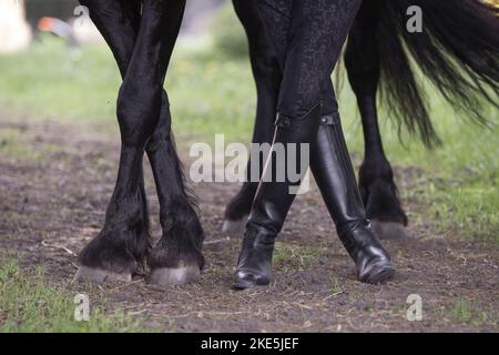 Femme avec cheval Frison Banque D'Images