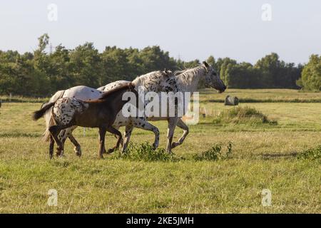 chevaux de chevalier Banque D'Images