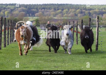 Troupeau de yaks Banque D'Images