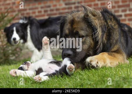 Chien d'ours germanique avec un chiot collie border Banque D'Images