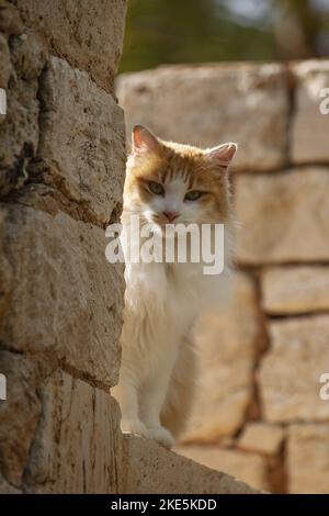 Cat en Espagne Banque D'Images