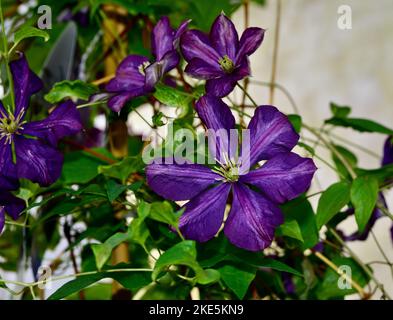 Gros plan de fleurs de Clematis jackmanii Banque D'Images