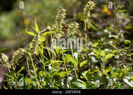 Einseitswendiges Wintergrün, Einseitswendiges Wintergrün, Birngrün, Orthilia secunda, Ramischia secunda, Pyrola secunda, Sidebells hiver Banque D'Images