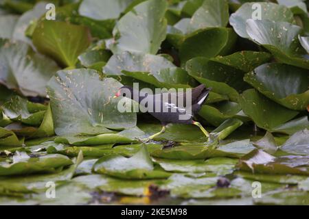 La Gallinule poule-d'eau Banque D'Images