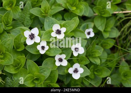 Schwedischer Hartriegel, Cornus suecica, Dwarf Cornel, bunchberry, le cornouiller de Suède Banque D'Images