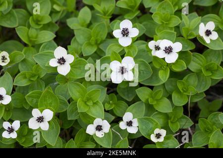 Schwedischer Hartriegel, Cornus suecica, Dwarf Cornel, bunchberry, le cornouiller de Suède Banque D'Images