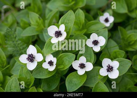 Schwedischer Hartriegel, Cornus suecica, Dwarf Cornel, bunchberry, le cornouiller de Suède Banque D'Images