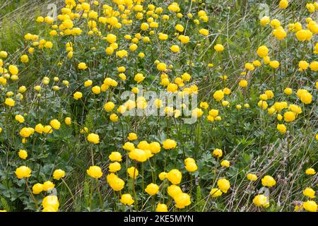 Europäische Trollblume, Trolllius europaeus, Globeflower européen, Globeflower, Globe Flower, Trolle d’Europe Banque D'Images