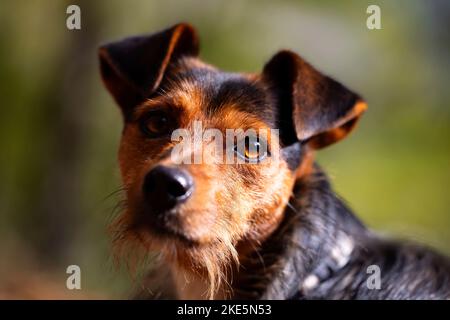 Jeune viticulteur dans le jardin au soleil avec un regard curieux. Portrait de son visage seulement. Obéissance. Chien noir et brun. Copier l'espace. Banque D'Images