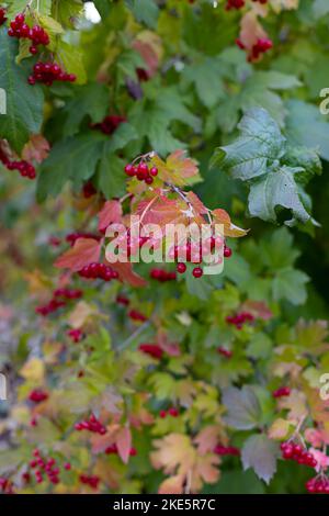 Arrière-plan de beaux fruits rouges de viburnum vulgaris. Baies de viburnum rouges sur une branche dans le jardin. Guelder rose viburnum opulus baies et le Banque D'Images
