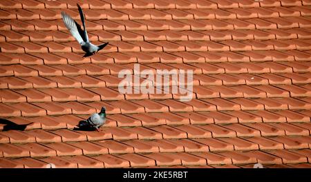 pigeons sur des tuiles de toit Banque D'Images