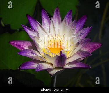 Gros plan de l'eau vive violette et blanche lys fleur « violet joie » fleurir à l'extérieur sur fond naturel sombre Banque D'Images