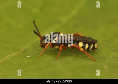 Un gros plan d'une abeille cuckoo solitaire (Nomada rufipes) sur une feuille verte Banque D'Images