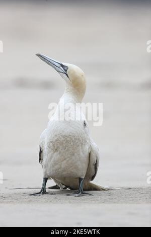 Gannet mourant sur la plage écossaise, infecté par la grippe aviaire (grippe aviaire, H5N1) Banque D'Images