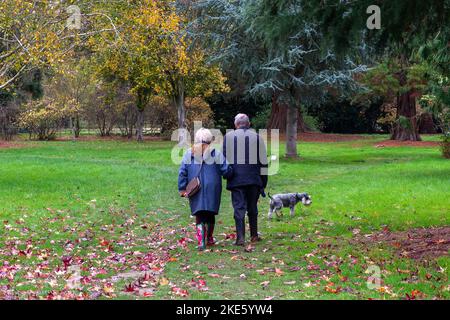 Iver, Buckinghamshire, Royaume-Uni. 10th novembre 2022. C'était une journée plus fraîche aujourd'hui dans le parc régional de Langley Park car les gens étaient dehors en appréciant la marche dans le parc et en regardant les couleurs automnales. Les mûres sont encore en croissance et les arbustes en rhododendron fleurissent malgré qu'il soit novembre. Crédit : Maureen McLean/Alay Live News Banque D'Images