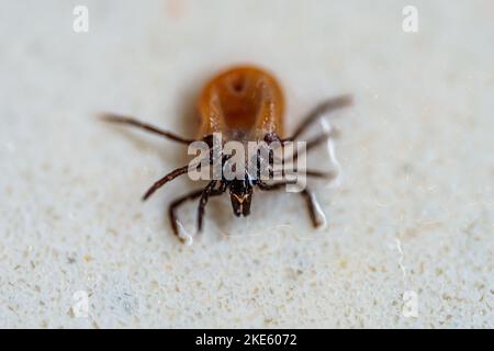 Photo macro Ixodes persupulcatus ou taiga tick. Banque D'Images