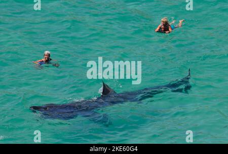 Requins-basques géants vus dans des mers de Cornouailles bleu clair à l'approche des nageurs. Banque D'Images