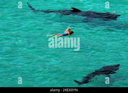 Requins-basques géants vus dans des mers de Cornouailles bleu clair à l'approche des nageurs. Banque D'Images