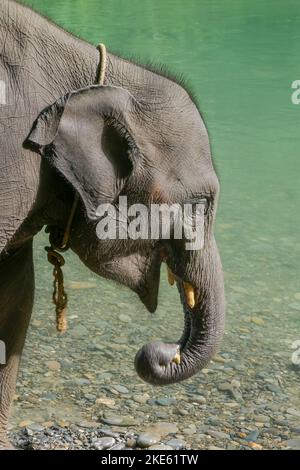 Les jeunes éléphants d'asie elephas maximus le long de la rivière Buluh au sanctuaire d'éléphants de Tangkahan, parc national Gunung Leuser, Sumatra Nord, Indonésie Banque D'Images