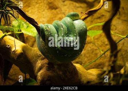 Gros plan de Green Python sur Branch et Sleeping. Banque D'Images