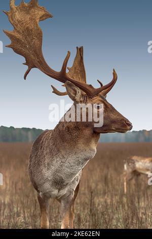 Portrait en gros plan d'un cerf majestueux avec de grands bois, automne dans l'après-midi dans une clairière, forêt en arrière-plan Banque D'Images