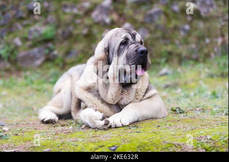 Chien de race de mastiff espagnol avec pelage de couleur cub debout sur l'herbe Banque D'Images