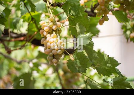 Bouquet de raisins blancs (jaunes) sur la branche de la vigne dans le jardin. Banque D'Images