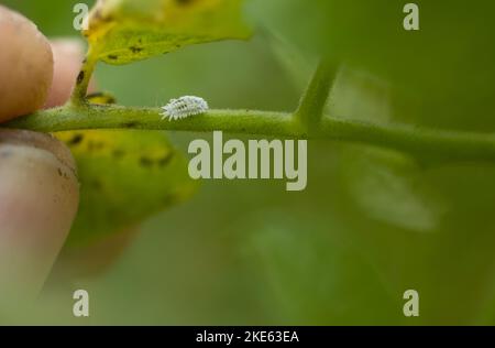 Vue macro de Mealybug sur une branche de tomate Banque D'Images