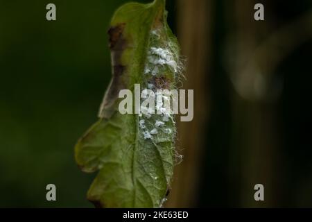 attaque de mouche blanche sur les feuilles de tomate dans une plantation Banque D'Images