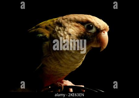 La macro de profil d'un portrait de conure vert cannelle avant l'arrière-plan noir Banque D'Images