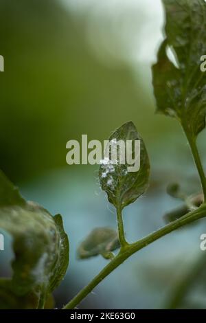 attaque de mouche blanche sur les feuilles de tomate dans une plantation Banque D'Images