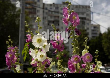 Fleurs dans le parc. Belle plante. Floraison d'été. Banque D'Images