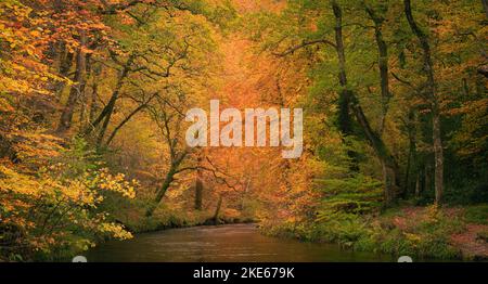 Teign gorge, parc national de Dartmoor, Devon, Royaume-Uni. 10th novembre 2022. Météo au Royaume-Uni : les arbres le long de la rivière Teign sont flamboyants avec une couleur dorée chaude alors que l'automne atteint son sommet sur Dartmoor. Il est peu probable que la couleur dure longtemps en raison des vents forts prévus avec des conditions variables à l'avance. Credit: Celia McMahon/Alamy Live News Banque D'Images