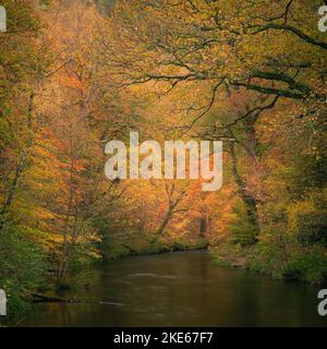 Teign gorge, parc national de Dartmoor, Devon, Royaume-Uni. 10th novembre 2022. Météo au Royaume-Uni : les arbres le long de la rivière Teign sont flamboyants avec une couleur dorée chaude alors que l'automne atteint son sommet sur Dartmoor. Il est peu probable que la couleur dure longtemps en raison des vents forts prévus avec des conditions variables à l'avance. Credit: Celia McMahon/Alamy Live News Banque D'Images