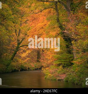 Teign gorge, parc national de Dartmoor, Devon, Royaume-Uni. 10th novembre 2022. Météo au Royaume-Uni : les arbres le long de la rivière Teign sont flamboyants avec une couleur dorée chaude alors que l'automne atteint son sommet sur Dartmoor. Il est peu probable que la couleur dure longtemps en raison des vents forts prévus avec des conditions variables à l'avance. Credit: Celia McMahon/Alamy Live News Banque D'Images