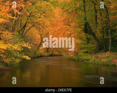 Teign gorge, parc national de Dartmoor, Devon, Royaume-Uni. 10th novembre 2022. Météo au Royaume-Uni : les arbres le long de la rivière Teign sont flamboyants avec une couleur dorée chaude alors que l'automne atteint son sommet sur Dartmoor. Il est peu probable que la couleur dure longtemps en raison des vents forts prévus avec des conditions variables à l'avance. Credit: Celia McMahon/Alamy Live News Banque D'Images