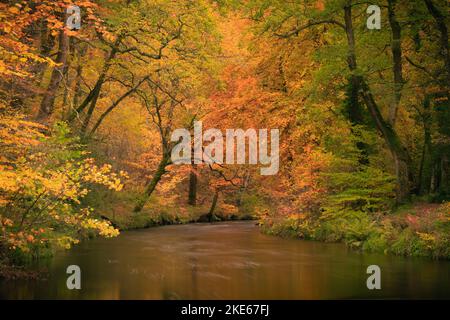 Teign gorge, parc national de Dartmoor, Devon, Royaume-Uni. 10th novembre 2022. Météo au Royaume-Uni : les arbres le long de la rivière Teign sont flamboyants avec une couleur dorée chaude alors que l'automne atteint son sommet sur Dartmoor. Il est peu probable que la couleur dure longtemps en raison des vents forts prévus avec des conditions variables à l'avance. Credit: Celia McMahon/Alamy Live News Banque D'Images