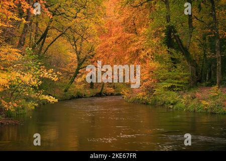 Teign gorge, parc national de Dartmoor, Devon, Royaume-Uni. 10th novembre 2022. Météo au Royaume-Uni : les arbres le long de la rivière Teign sont flamboyants avec une couleur dorée chaude alors que l'automne atteint son sommet sur Dartmoor. Il est peu probable que la couleur dure longtemps en raison des vents forts prévus avec des conditions variables à l'avance. Credit: Celia McMahon/Alamy Live News Banque D'Images