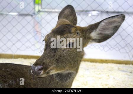 Gros plan d'une jeune fille de cerf sika dans une enceinte de zoo. Flou artistique. Banque D'Images
