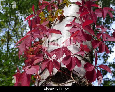 des feuilles rouges sur les branches des raisins sauvages en gros plan Banque D'Images