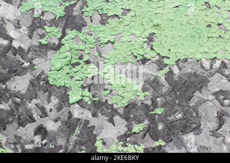 peinture verte fissurée gros plan, fond texturé. peinture verte craquelée sur fond gris Banque D'Images