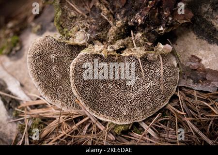 La face inférieure d'un Polypore Mossy Maze, Cerrena unicolor, montrant les pores tortes, ressemblant à un labyrinthe. Le champignon a été trouvé en croissance sur une bûche de bouleau rouge, Banque D'Images