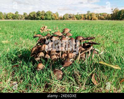 Groupe de champignons bruns poussant dans l'herbe avec une forêt en arrière-plan Banque D'Images