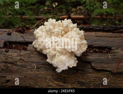 Bear's Head, Hericium abietis, croissant sur une bûche de pruche pourrie le long de Callahan Creek, à l'ouest de Troy, Montana. Banque D'Images