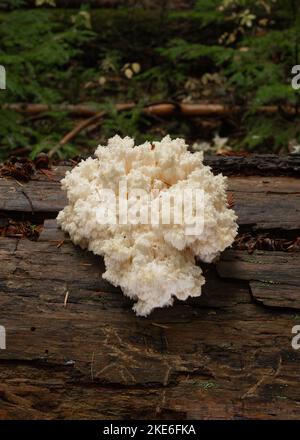 Bear's Head, Hericium abietis, croissant sur une bûche de pruche pourrie le long de Callahan Creek, à l'ouest de Troy, Montana. Banque D'Images